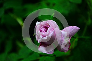 Lovely and romantic blooms of the Tea rose in the garden