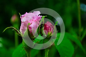 Lovely and romantic blooms of the Tea rose in the garden