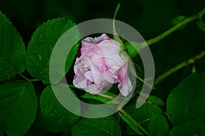 Lovely and romantic blooms of the Tea rose in the garden