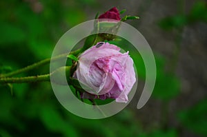 Lovely and romantic blooms of the Tea rose in the garden