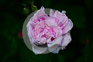 Lovely and romantic blooms of the Tea rose in the garden