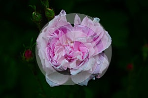 Lovely and romantic blooms of the Tea rose in the garden