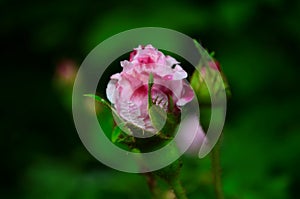 Lovely and romantic blooms of the Tea rose in the garden