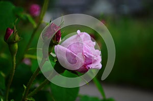 Lovely and romantic blooms of the Tea rose in the garden