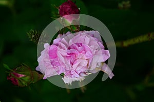 Lovely and romantic blooms of the Tea rose in the garden