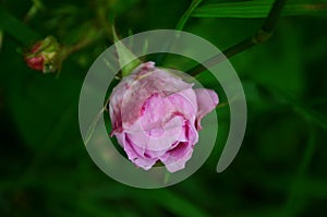 Lovely and romantic blooms of the Tea rose in the garden