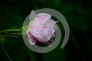 Lovely and romantic blooms of the Tea rose in the garden