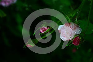 Lovely and romantic blooms of the Tea rose in the garden