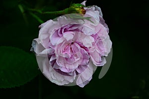 Lovely and romantic blooms of the Tea rose in the garden