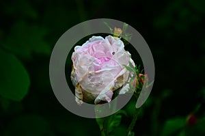 Lovely and romantic blooms of the Tea rose in the garden