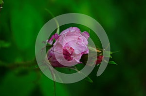 Lovely and romantic blooms of the Tea rose in the garden