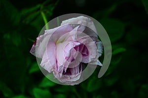 Lovely and romantic blooms of the Tea rose in the garden