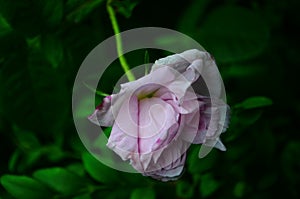 Lovely and romantic blooms of the Tea rose in the garden