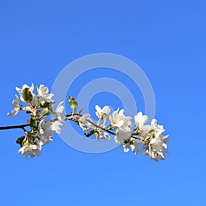 A lovely and romantic white blooming apple tree