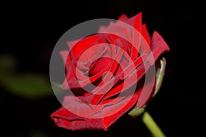 Lovely rose