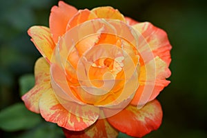 Lovely rose