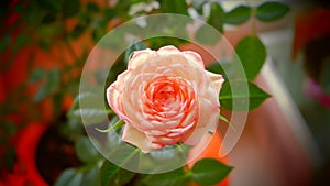Lovely rose flower photo