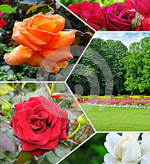 Lovely rose flower in a summer garden. Collage
