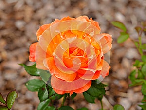 Lovely orange rose, variety Rosa Fellowship floribunda photo