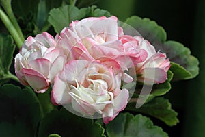 Lovely Rose-shaped Pink and White Zonal Geranium Flowers