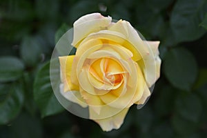 Lovely roses on blurred background