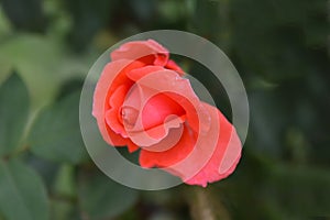 Lovely roses on blurred background