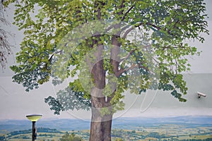 lovely rural German landscape mural streetart painting with illusionistic naturalistic painted chestnut tree on a high-rise