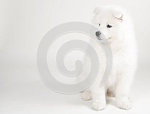 Lovely Samoyed puppy