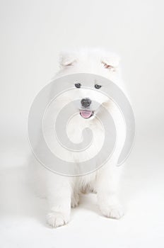 Lovely Samoyed puppy