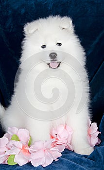 Lovely Samoyed puppy