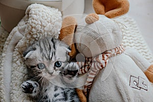 Lovely scottish fold kitten plays with the toy