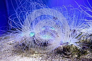 Lovely sea anemones in the aquarium