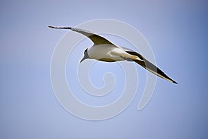 The lovely sea gull is soaring in blue sky