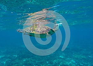 Lovely sea turtle closeup.