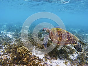 Lovely sea turtle in tropical sea shore. Marine tortoise underwater photo.