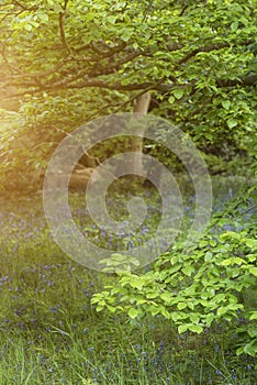 Lovely shallow depth of field fresh landscape of English forest