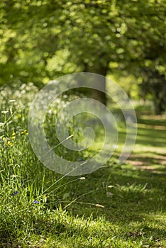 Lovely shallow depth of field fresh landscape of English forest