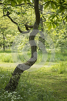 Lovely shallow depth of field fresh landscape of English forest