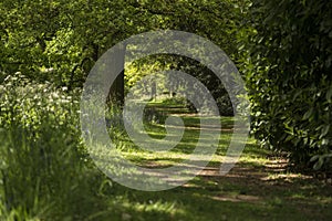 Lovely shallow depth of field fresh landscape of English forest