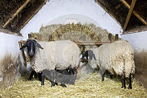 Lovely sheeps