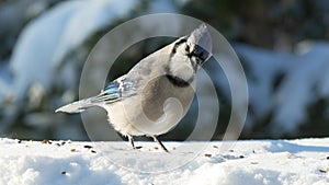 Lovely shot of a beautiful bluejay bird, corvidae cyanocitta cristata, landing on snow and eating seeds on a sunny day in