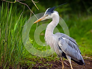 Lovely shot of Heron bird photographed in its natural environment