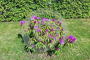 Lovely sight of a blooming purple rhododendron bush on a lush green lawn