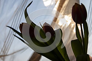 Lovely silhouettes of flowers tulips of red and yellow color. Still life. Blue and gold background