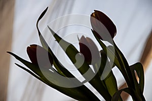 Lovely silhouettes of flowers tulips of red and yellow color. Still life. Blue and gold background