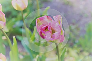 Lovely single Pink Tulip standing alone