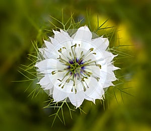 A lovely single white love in the mist or nigella damascena