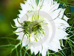 A lovely single white love in the mist or nigella damascena