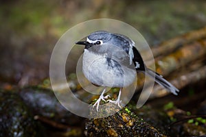 Lovely Slaty-backed forktail