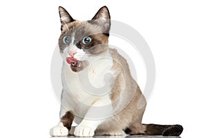 Lovely small metis kitty with blue eyes licking nose and looking to side